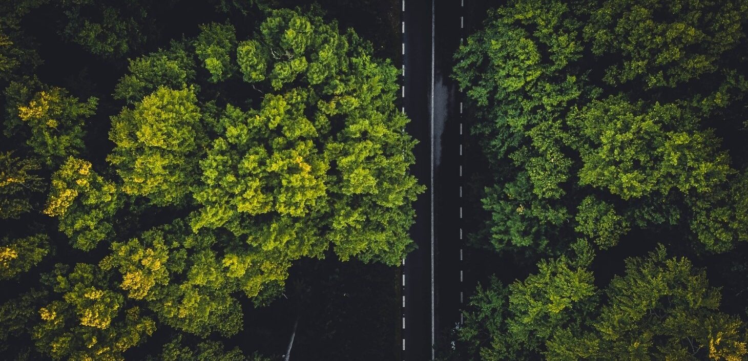 forest with tall green trees and road