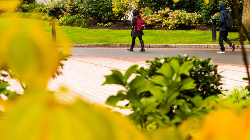 Northeastern campus through foliage