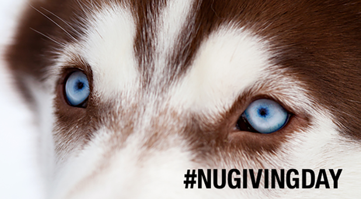 Photo of a husky with blue eyes and a caption that reads '#NUGIVINGDAY'