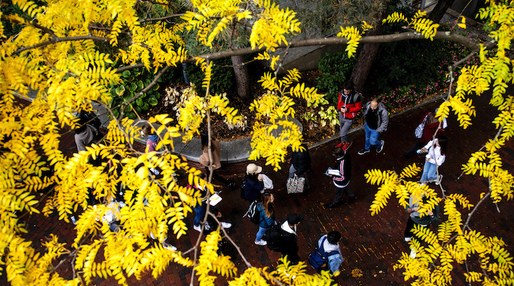 students walking under campus foliage