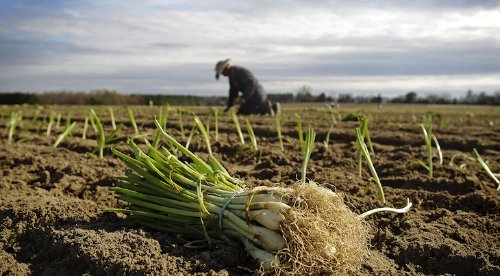 Photo of a farm worker in the background with a bunch of picked green onions in the foreground