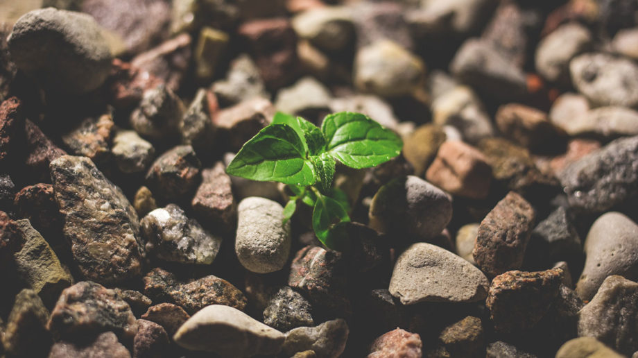 sprout in rocks