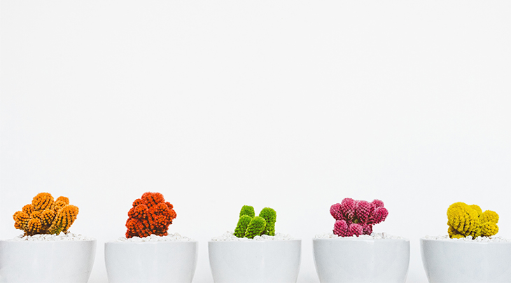 Photo of 5 multi-colored succulents in white pots