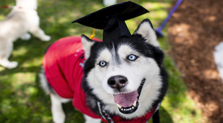 graduate husky