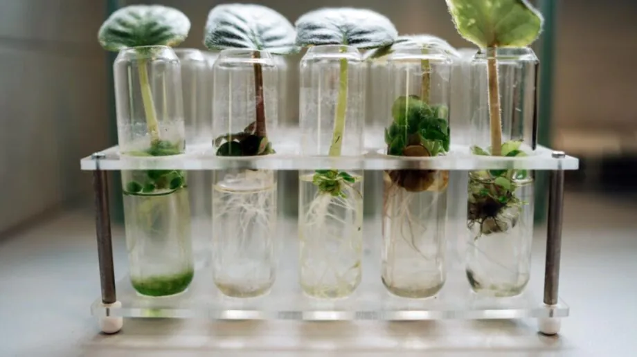 Plants in test tubes